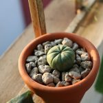 Common pests and diseases affecting indoor plants