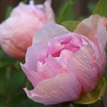 When is the best time to prune peonies, and how much should I remove?