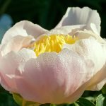 A guide to choosing the right place to plant peonies in your garden