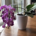 Common Mistakes Beginners Make When Caring for Indoor Potted Plants