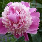 What are the common pests and diseases that affect peonies, and how can I prevent them?