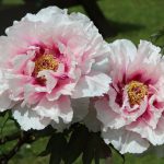 Tips for extending the blooming season of peonies through proper care and maintenance