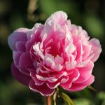 Are there any specific pruning techniques for different types of peonies?
